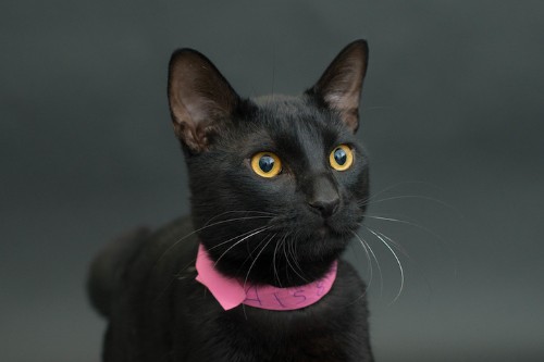 Photographer Takes Portraits of Black Shelter Cats Who Are Often the Last to Be Adopted