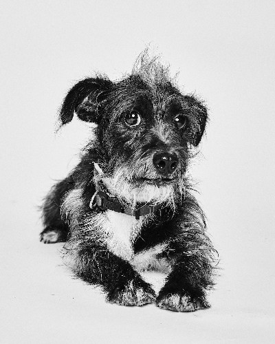 Charming Dog Portraits Help to Give Shelter Dogs a Second Chance at Life