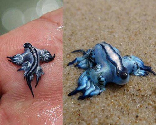 Rare Sighting of a “Blue Dragon” Spotted on the Shores of Australia