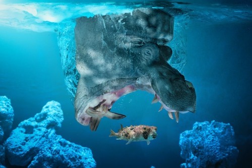 Imaginative Animal Photo Manipulations by John Wilhelm