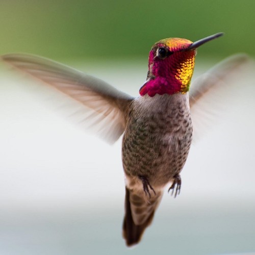 Hummingbird Whisperer Captures Close-Up Photos of Birds Visiting Her Backyard