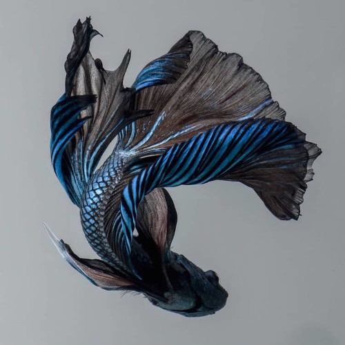Siamese Fighting Fish Portraits Look Like Colorful Clouds of Ink in Water