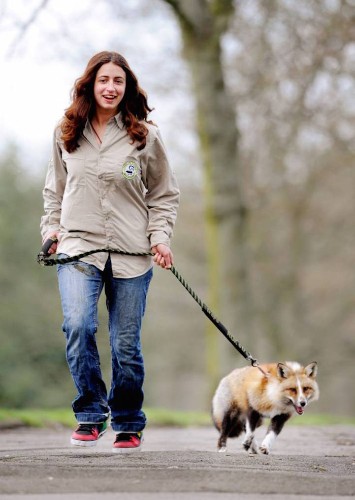 Adorable Fox Rescued and Raised by Humans is as Friendly as a Dog