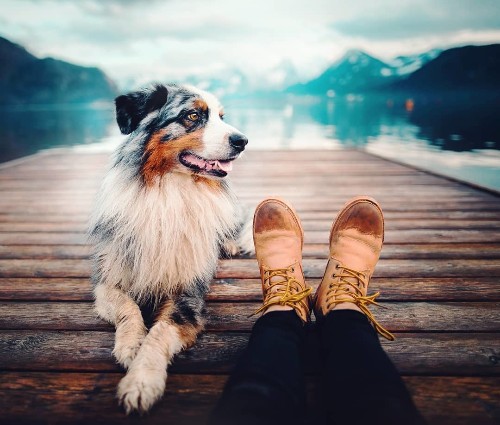 40+ Beautiful Portraits of All the Different Personalities Dogs Have