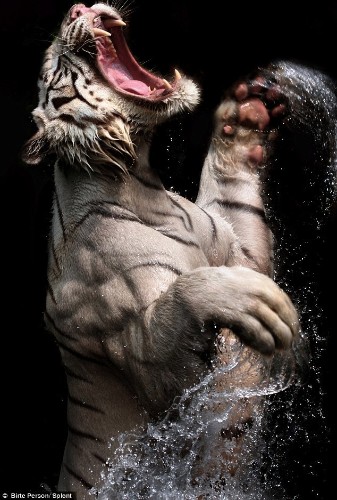 A Powerful Display of Rare White Tigers at Feeding Time