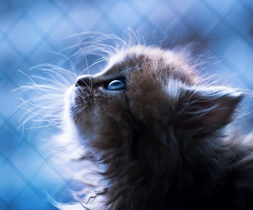 The Cutest Little Kitten in the World