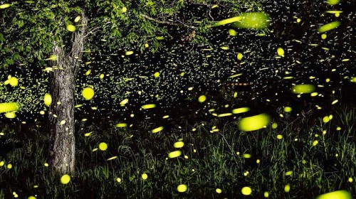 World’s First Firefly-Themed Park is an Illumination Celebration