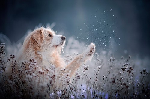 Interview: Dog Photographer Offers Pro Tips for Capturing Stunning Portraits of Your Pooch