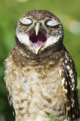 Incredibly Expressive Owl Photography