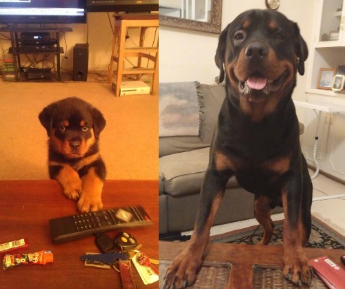 21 Before and After Photos of Adorable Puppies Who Become Beloved Dogs