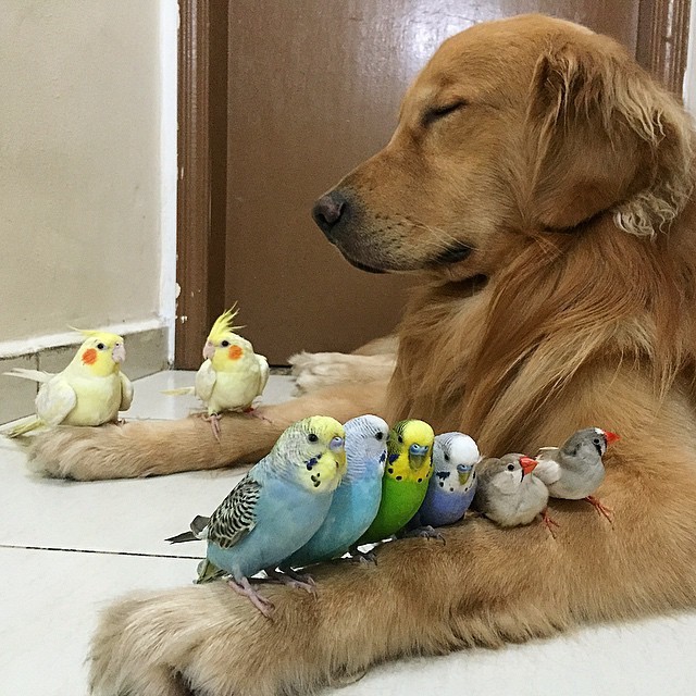 Lovable Dog Lives Harmoniously with 8 Birds and a Hamster