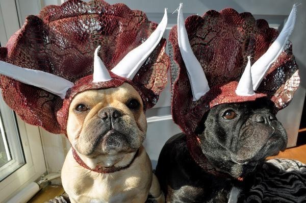 Adorable Dog Costume Turns Loveable Canines Into Menacing Triceratops