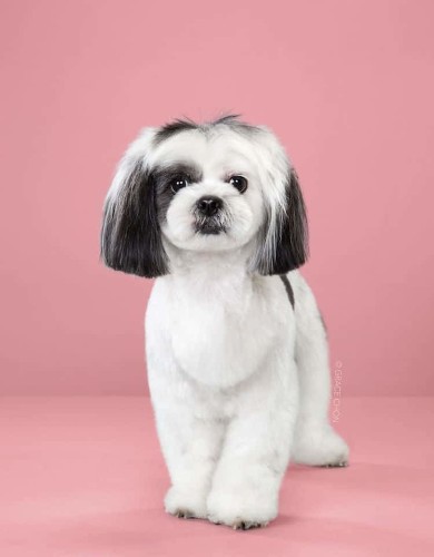 Adorable Dog Portraits Before and After Japanese Grooming Makeovers
