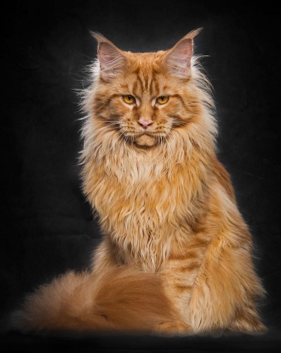 Portraits of Maine Coon Cats Who Look Like Majestic Mythical Creatures