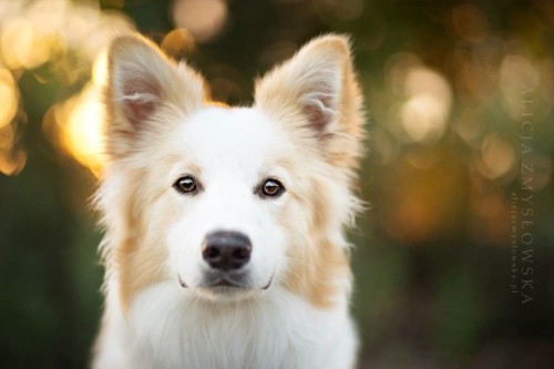 Adorable Dog Photography That Will Make You Happy by Alicja Zmyslowska