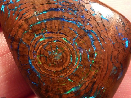 Spectacular Boulder Opal Looks Like a Gem Inside a Tree