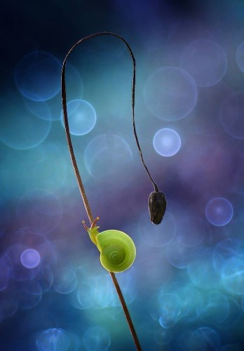 Exquisite Macro Photos Reveal the Miniature World of Insects
