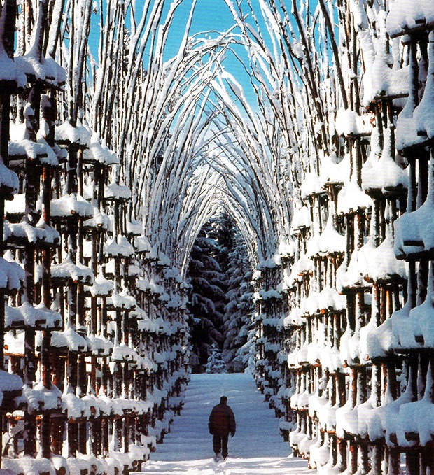 Magnificent Outdoor Cathedral Formed from Living Trees