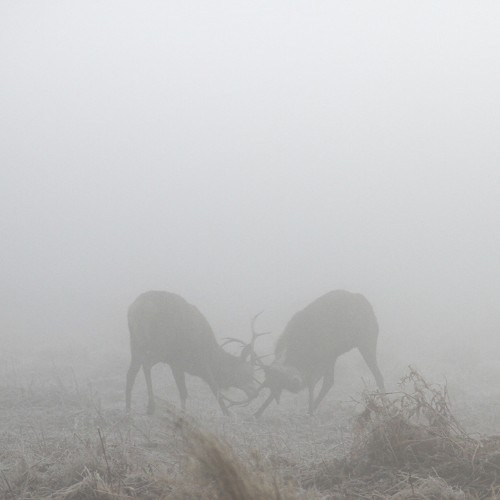 Beautiful Deer Silhouettes Set within Misty Landscapes