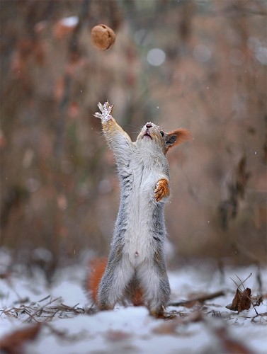 Two Adorable Squirrels Take Photos, Play Catch, and Build a Snowman