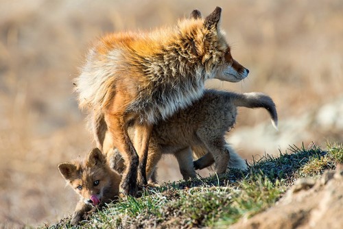 Breathtaking Photos of Wild Foxes in Russia’s Snowy Landscape
