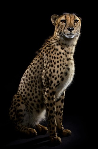 Striking Photos Showcase the Elegant Beauty of Big Cats