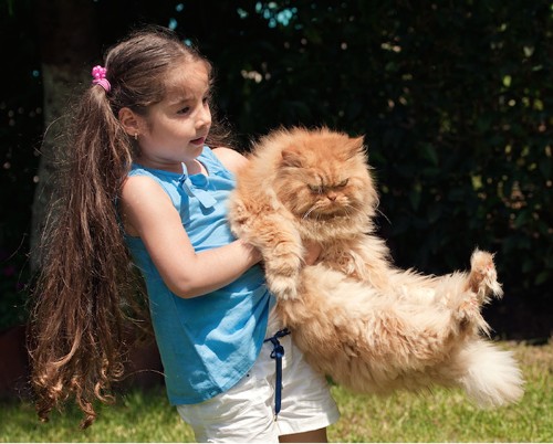 Meet Garfi, the Angriest Cat in the World