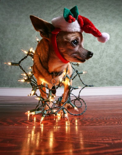 20 Adorable Animals Who Are in the Holiday Spirit