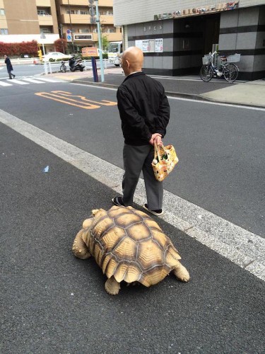 Man Takes His Giant Pet Tortoise out for a Stroll through the Streets of Tokyo