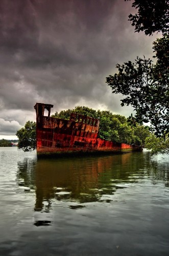102-Year-Old Abandoned Ship is a Floating Forest