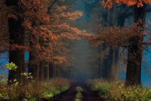 Enchanting Photos of Autumnal Forests by a Wandering Photographer