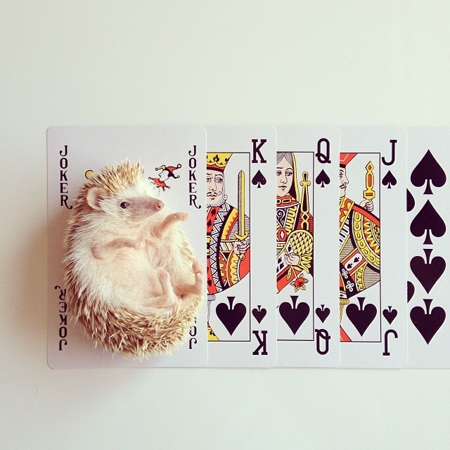 Meet Darcy: The Cutest Little Hedgehog in the World