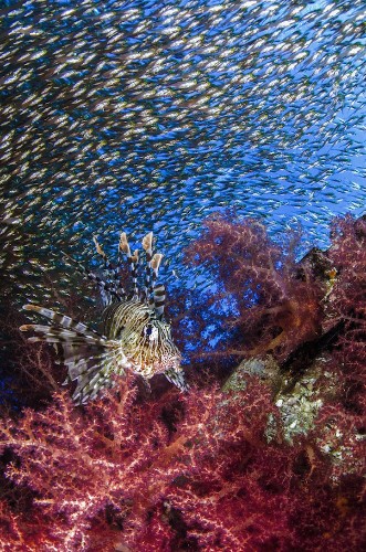 Stunning Sea Life Captured by the University of Miami’s 2015 Underwater Photo Contest Winners