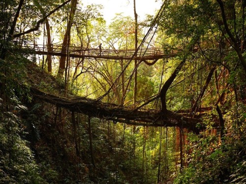 India’s Fascinating Tree Root Bridges Grow Stronger Every Year