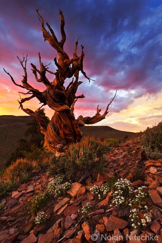 Awe-Inspiring Photos of Earth’s Oldest Living Trees
