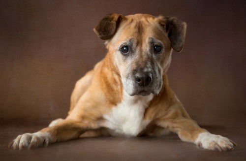 Beautiful Portraits of Old Shelter Dogs Who Have a Lot of Love Left to Give