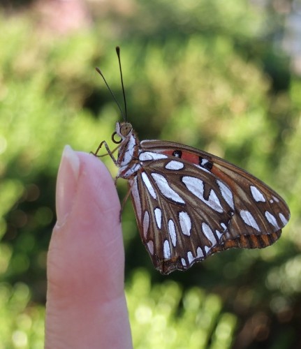 Aww-Worthy Photos of Tiny Animals on Fingers