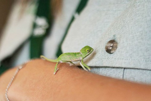 Adorable Baby Chameleons are Small Enough to Sit on Finger Tips