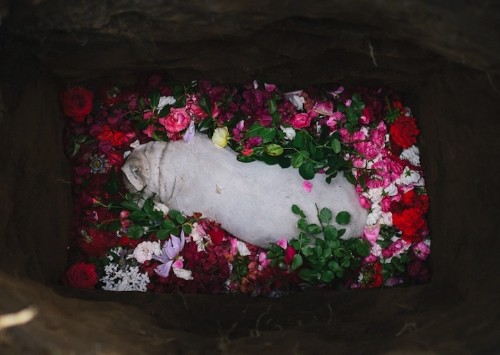 Photographers’ Tearful Goodbye to Their Deceased Dog