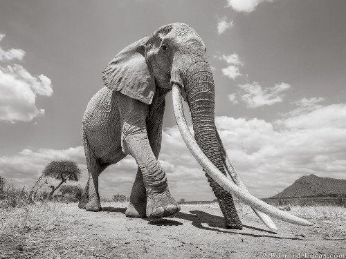 Wildlife Photographer Captures the Last Photos of the “Queen of Elephants”