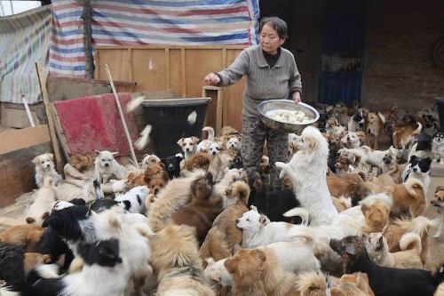 Elderly Chinese Women Wake Up at 4AM Every Day to Take Care of 1,300 Stray Dogs