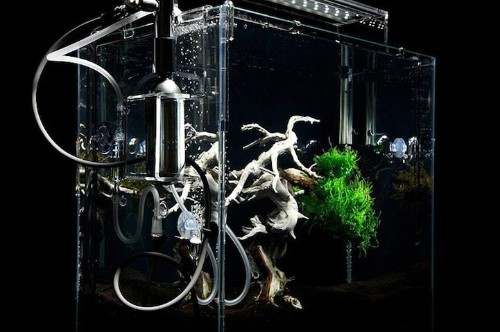 Japanese Bonsai Tree Thrives in Underwater Environment