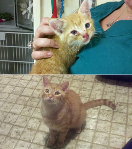 Heartwarming Before-and-After Photos Show the Difference a Day Makes in the Life of a Pet