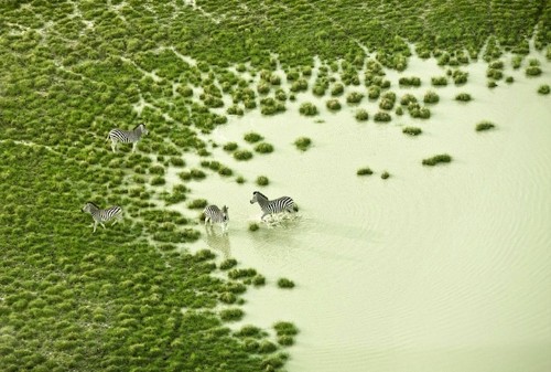 Stunning Aerial Photos of Botswana Wildlife