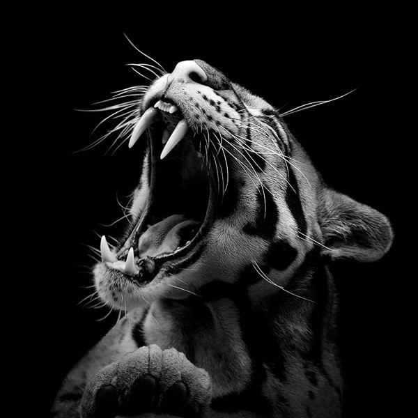 Breathtaking Black & White Animal Portraits by Lukas Holas