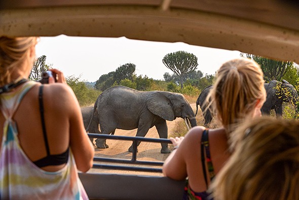 Tips for a Stress-Free Safari