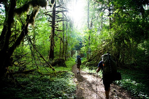 Magical Must-Do Hikes in Olympic National Park
