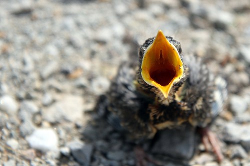 Should You Put a Baby Bird Back in the Nest? Depends If It’s Cute