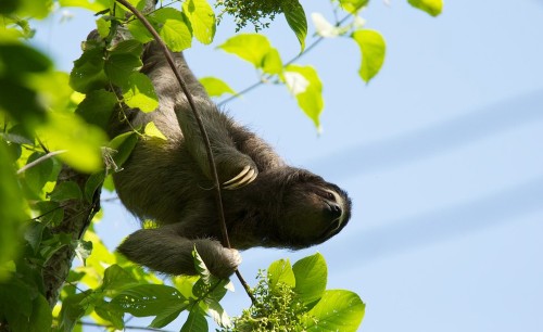 To Breathe Upside-Down, Sloths Tape Organs To Their Ribs