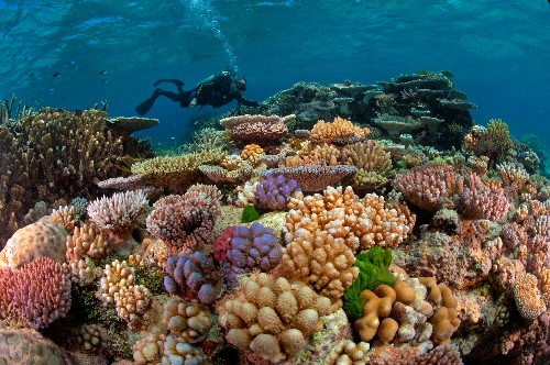 Great Barrier Reef: Through the Lens of David Doubilet